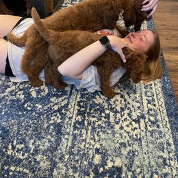 Goldendoodle Puppies from Tx Red Doodles