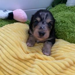 Kia-    (Jack) - Dapple male Dachshund puppy in Wolf Lake, Indiana from Canisteo Dachshunds