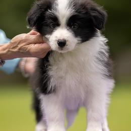 Patrick - Black and white male Border Collie puppy in New Market, Alabama from Kensington Border Collies