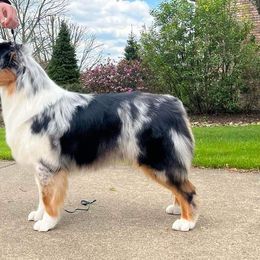 Australian Shepherd Puppies from Grand Ridge Australian Shepherds