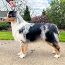 Australian Shepherd Puppies from Grand Ridge Australian Shepherds
