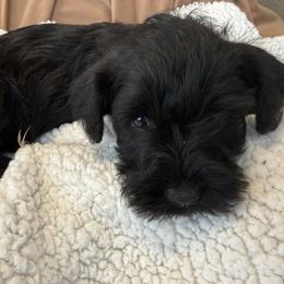 Girl 1 - Black female Miniature Schnauzer puppy in Smyrna, Tennessee from Moore's Miniature Schnauzers
