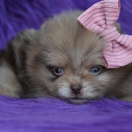 Godiva - Chocolate merle female Pomeranian puppy in Westminster, Colorado from VanityPom’s