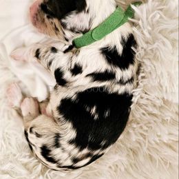 Bernedoodle Puppies from Daisy's Doodles