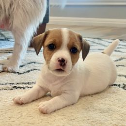 Reba - White and tan female Russell Terrier puppy in Valley Mills, Texas from Bar Rafter C Shorty Jacks
