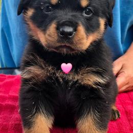 Pink collar girl - Black and mahogany female Rottweiler puppy in Live Oak, Florida from K&R RANCH KENNELS