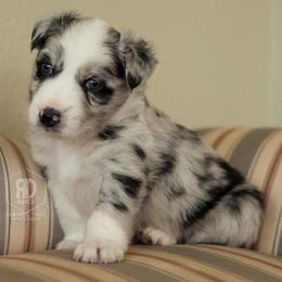 Australian Shepherd Puppies from RD Ranch