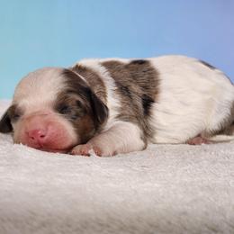 Twyla - Merle female Cockapoo puppy in Louisburg, North Carolina from Raven Oak's Mini Cockapoos and Mini Dachshunds