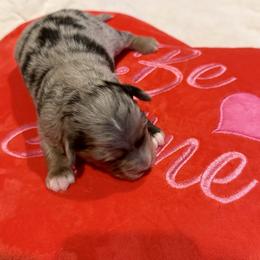 Valentino - Blue merle male Aussiedoodle puppy in Grants Pass, Oregon from Woodwind Miniatures
