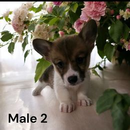 Male 2 - Red male Pembroke Welsh Corgi puppy in Tennessee from Grindstaff Corgis