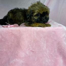 Girl 1 - Sable female Shih Tzu puppy in Zeigler, Illinois from Dandy Little  Shih Tzu, Shih Poo's and Toy Poodles