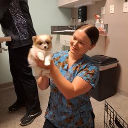 Pomeranian Puppies from Tonia's Pomeranians