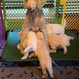 Goldendoodle Puppies from Sunnyside Botanical
