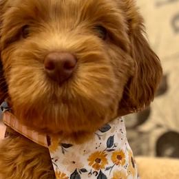 Girl 4 - Red Australian Labradoodle puppy in Lodi, California from These Charm's Doods