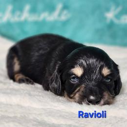 Ravioli - Black and cream male Dachshund puppy in Mount Sherman, Kentucky from Kaleidoscope Dachshunds and Whippets