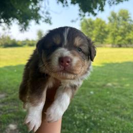 Gale - Red tri-color female Australian Shepherd puppy in Morrow, Ohio from OakHaven Acres Aussies