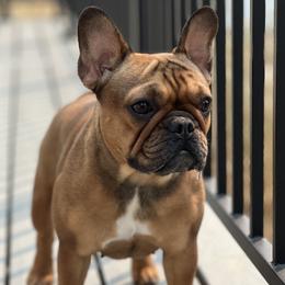Lulu - French Bulldog