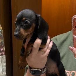 Bones - Black and tan male Dachshund puppy in Athens, Texas from County Road Puppies