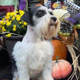 Maggie - Miniature Schnauzer