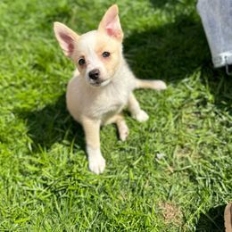 Girl # 3 Daisy - Cream parti Pomeranian puppy in Syracuse, New York from Rios Pomimo Puppies