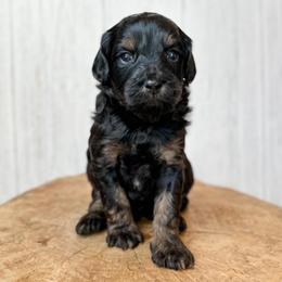 Adam - Black and tan male Assorted Doodle Crosses puppy in Arlington, Washington from Doodle Love Laugh