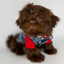 Mo - Liver male Shih Tzu puppy in League City, Texas from Divine Pups