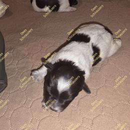Cooper - Parti male Miniature Schnauzer puppy in Crestview, Florida from Dees Schnauzers
