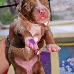 (MERI) America - Red merle female Miniature Australian Shepherd puppy in Dunnellon, Florida from Ever After Mini Aussies