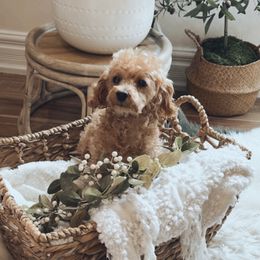 Bindy - Poodle