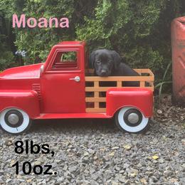 Moana - Black female Labrador Retriever puppy in Tigard, Oregon from Morrison Labrador Retreivers