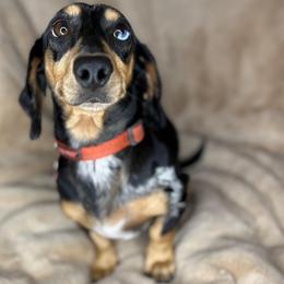 Spike - Dachshund