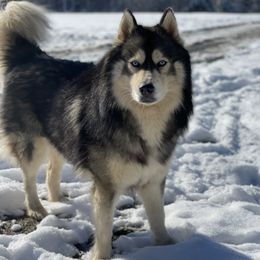 Hawk - Siberian Husky