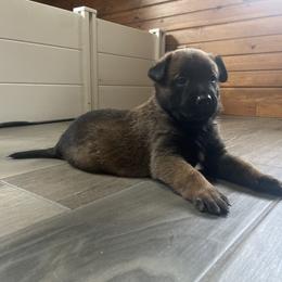 Belgian Malinois Puppies from Focused Obedient Belgian Malinois
