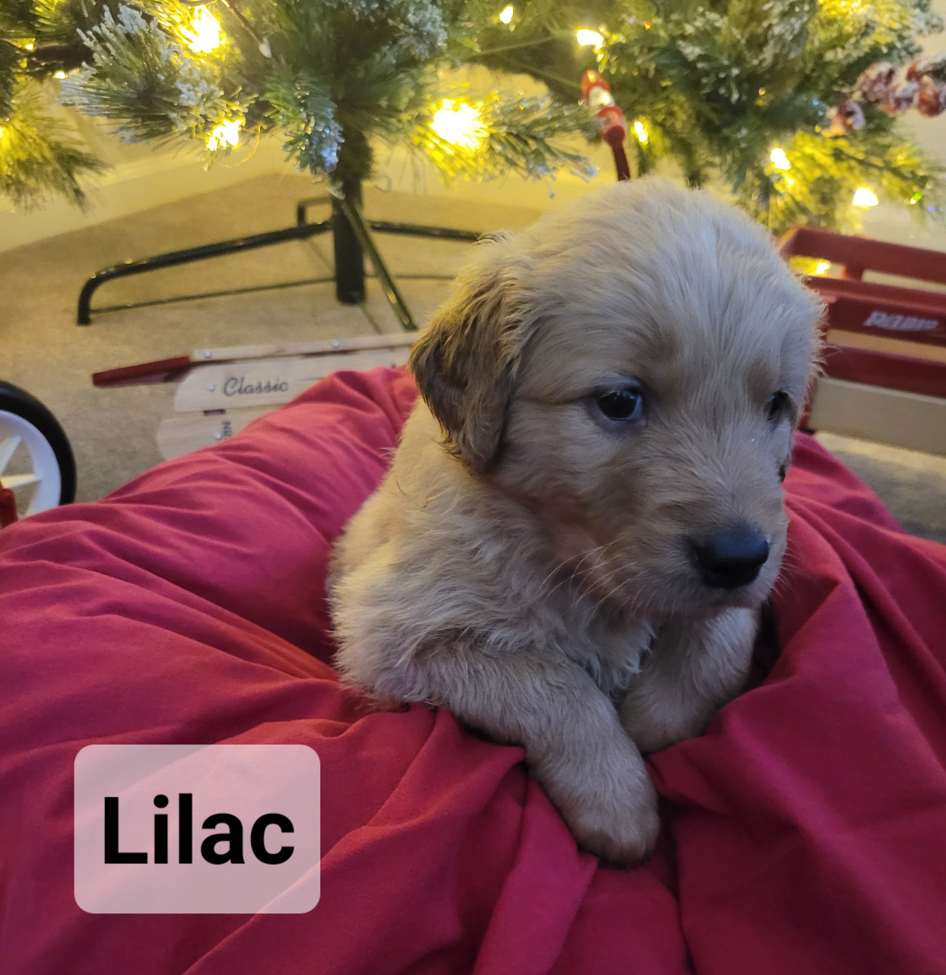 Golden Retriever Puppies from Catherine's Goldens