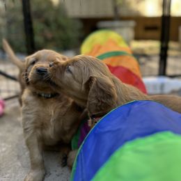 Golden Retriever Puppies from Golden Wiggle Retrievers
