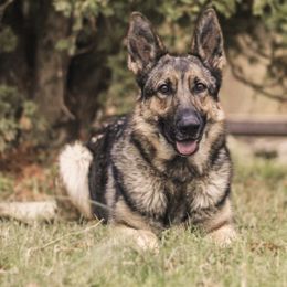 German Shepherds from Anderson German Shepherds LLC