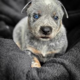Durango - no mask - Blue male Australian Cattle Dog puppy in Kalispell, Montana from BTR Australian Cattle Dogs