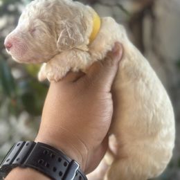 Clara - Cream female Goldendoodle puppy in Los Angeles, California from LA’s Favorite Puppies