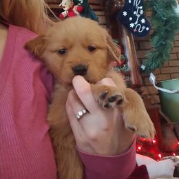 Golden Retriever Puppies from J-R Farms Goldens