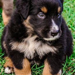 Australian Shepherd Puppies from Gulf Coast Aussies