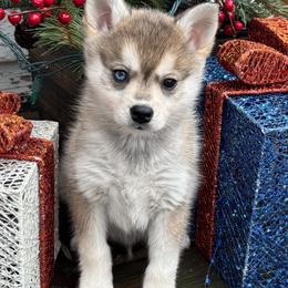 Alaskan Klee Kai and Shiba Inu Puppies from Kayobi Shibas