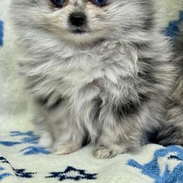 Blue Eyes - Blue merle male Pomeranian puppy in Silver Springs, New York from Humehill