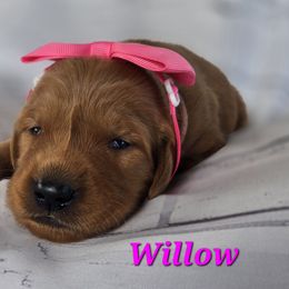 Pink - Dark golden female Golden Retriever puppy in Taft, Tennessee from McGraw's Fetching Pups