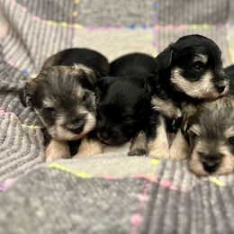 Miniature Schnauzer Puppies from 850Schnauzers