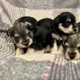 Miniature Schnauzer Puppies from 850Schnauzers
