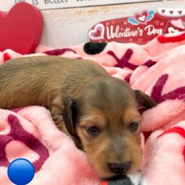 Phoenix AKC Boy 2 - Red male Dachshund puppy in Sumrall, Mississippi from JP’s Dachshunds