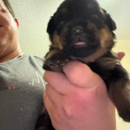 Red girl - Black and mahogany female Rottweiler puppy in Colorado Springs, Colorado from Von Locher Rotties