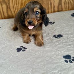Benny- (Robins Egg) - Red male Dachshund puppy in Wolf Lake, Indiana from Canisteo Dachshunds
