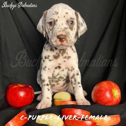 Dalmatian Puppies from Buckeye Dalmatians