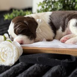Boy 1 - male English Springer Spaniel puppy in Tea, South Dakota from Mindy's English Springer Spaniels